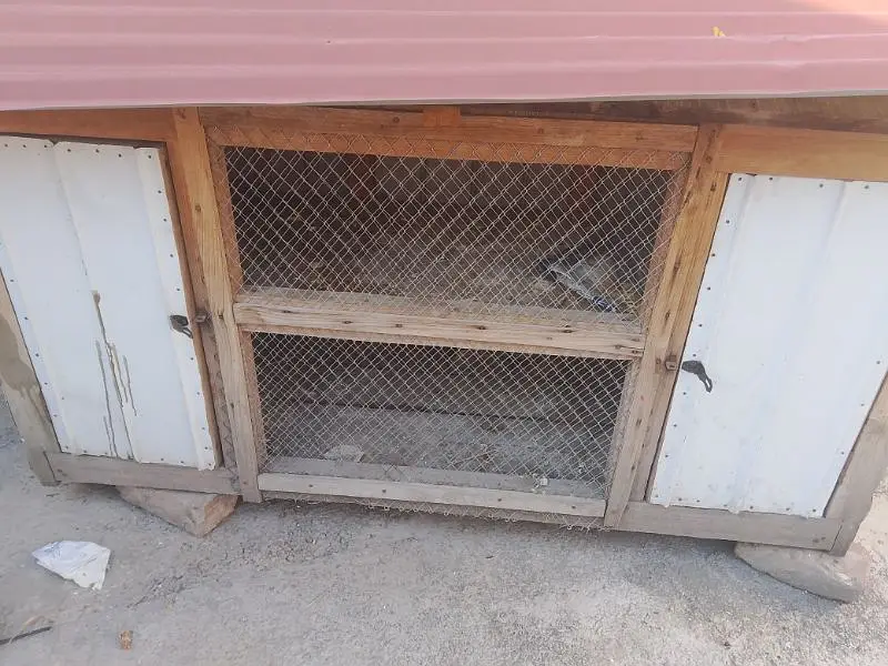 large cage for hen and pigeons — photo 5