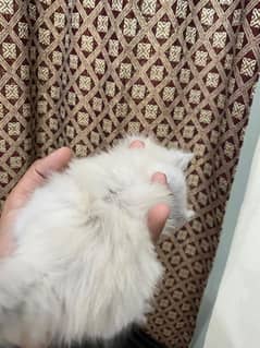 persian kitten 2 month