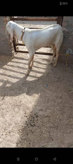 Bakra for qurbani