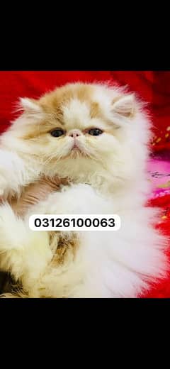 pickie to pickie pure bread male kitten age 2.5 month