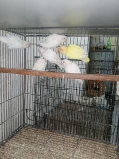 Albino