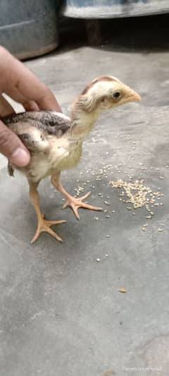 Java Aseel chick