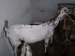 2 Desi bakria or 2 bachy for sale