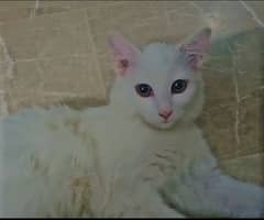 Persian Cross cat Age 9 months