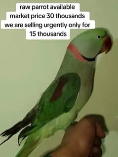 Talking Raw Parrot for sale urgent