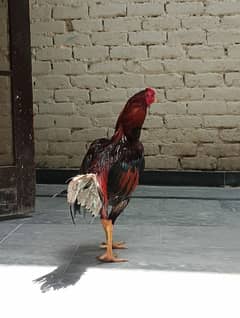 Aseel Murga