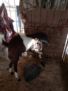 4 Dant Goat for sale