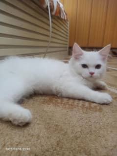 female kitten