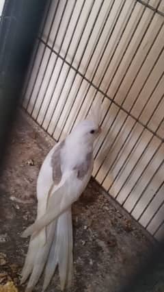 spotted+vpied pair. . . 03364306545.