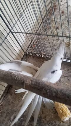 spotted+vpied pair. . . 03364306545.