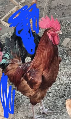 Roosters