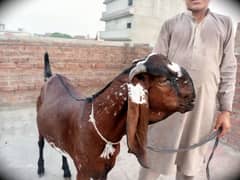Eid ul Adha Qurbani bakara for sale