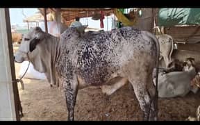 Bachra 2 daant