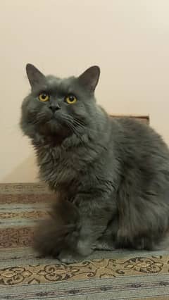 Persian Cat Gary Colour Urgent Sale