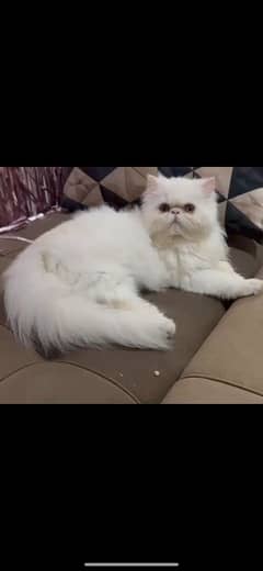 CFA bloodline peki kitten male