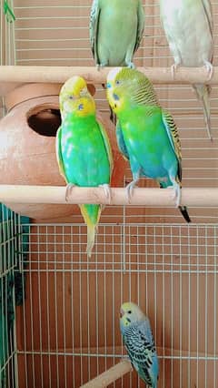 Australia parrot pair