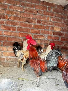 Desi chicken pair Ghr ky palay hy all active hy