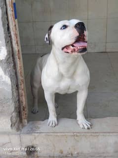 Amrican pitbul standrd size