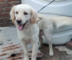 GOLDEN RETRIEVER MALE