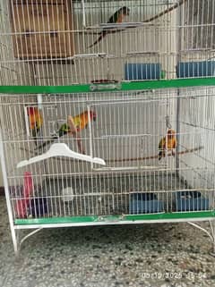 sun conure males