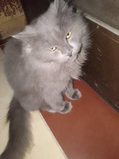 Gray Persian
