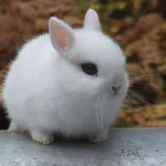 dwarf hotot rabbit