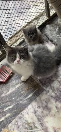 Persian kittens