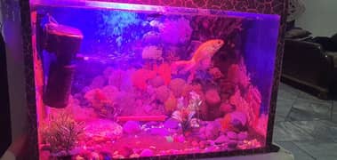 full equarium for sale in a reasonable price