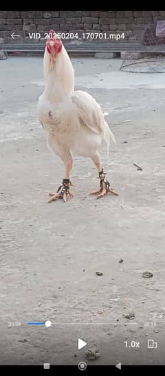 Hera aseel Murga or murgi