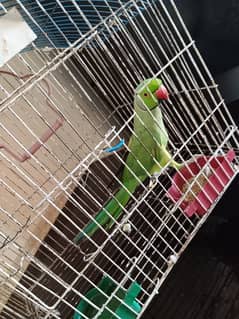 male full active