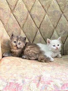 Persian kitten