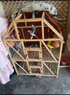 parrots for sale 03126392847