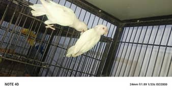 full size healthy n active breeder pairs with DNA age 2years plus