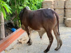 Bull