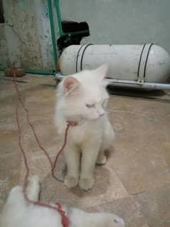 urgent sale