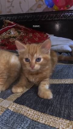 persian