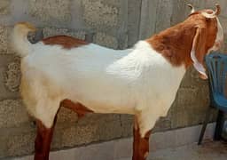 Bakra