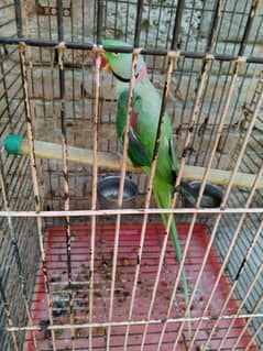 raw full healthy and active long tail