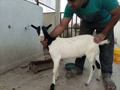Abluk Pandi Teddy Female 7 Months Age