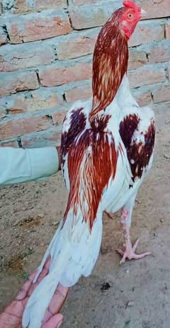 Aseel patha for sale, watts app number# 0344.1407625