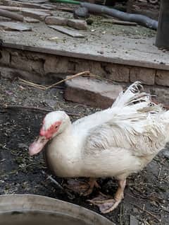 white female and black male