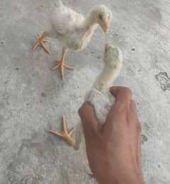 pure paper hera x shamo chicks 100% pure