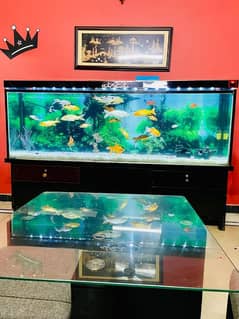 Aquarium with Fishes