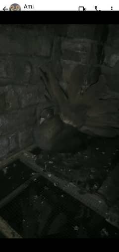 American fantail female