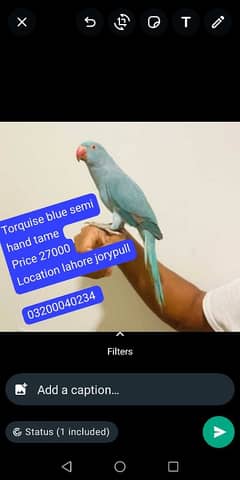 blue parrot pair