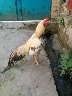 aseel breeder for sale. . . pure blood line