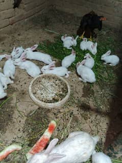 rabbite baby for sale