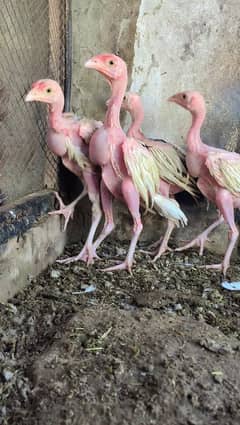 Heera chicks for sale