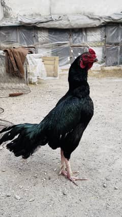 Java patha aur black