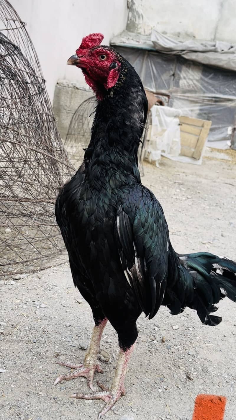Java patha aur black 5